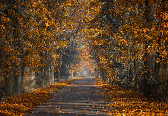 Autumn Leaves Street Photo Backdrops – Starbackdrop