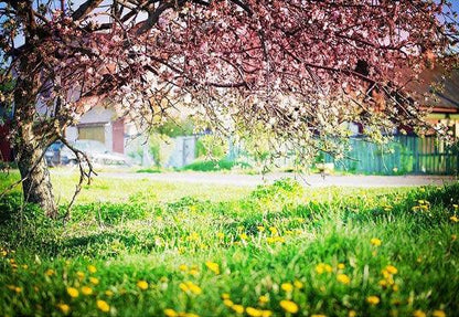 Pink Blooming Flowers Green Grass Floor Backdrops for Beautiful Spring Photography