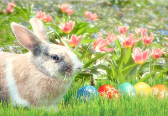 Buy Rabbit and Easter Eggs Among the Flowers For Holiday Photograph ...