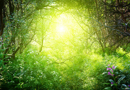 Green Forest Plant Photography Backdrops