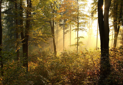 Forest Light Covered With Fallen Leaves Rode Backdrop