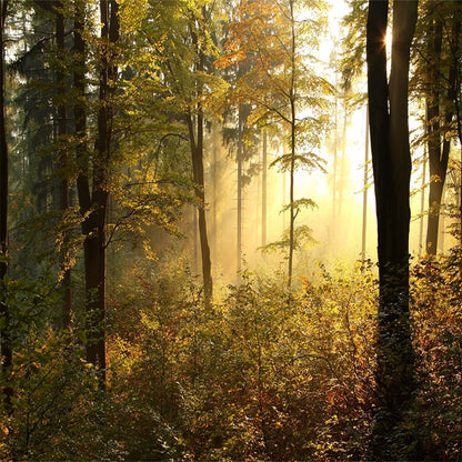 Forest Light Covered With Fallen Leaves Rode Backdrop