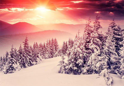 Winter Photography Backdrop Snow Forest Sunlight Background