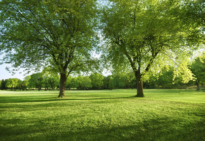 Spring Green Tree Clear Air Photography Backdrops