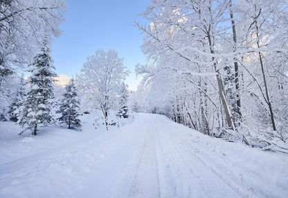 Winter White Snow Branches Backdrop For Photography