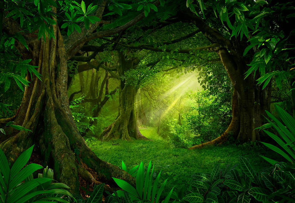 Spring Forest Magic Green Forest Photography Backdrops – Starbackdrop