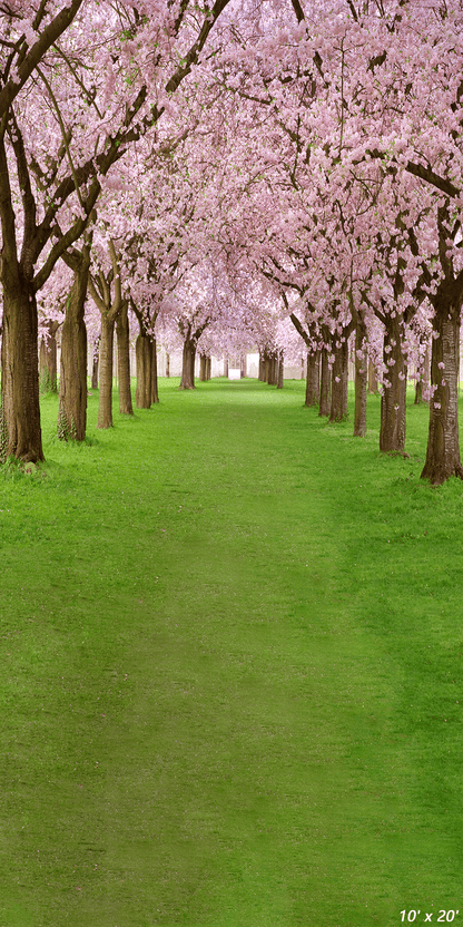 Blossoming Cherry Trees Backdrop for Spring Photography SBH0358