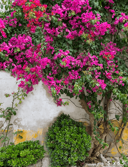 Spring Purple Flowers Backdrop for Photography SBH0361